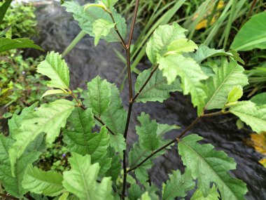 Ficus ampelas bitkisi. Ficus ampelas (ayrıca Java inciri veya Hint inciri olarak da bilinir) 10-15 metreye kadar büyüyebilen orta büyüklükte bir ağaçtır. Ağaç, vahşi yaşam için önemli besin kaynakları olan küçük, yeşilimsi sarı incirler üretir.. 