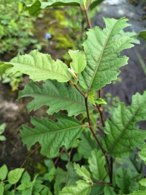 Ficus ampelas bitkisi. Ficus ampelas (ayrıca Java inciri veya Hint inciri olarak da bilinir) 10-15 metreye kadar büyüyebilen orta büyüklükte bir ağaçtır. Ağaç, vahşi yaşam için önemli besin kaynakları olan küçük, yeşilimsi sarı incirler üretir.. 