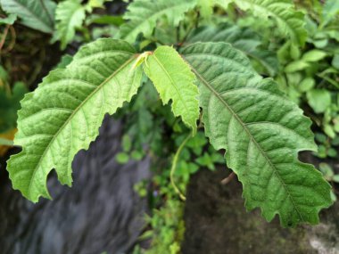 Ficus ampelas bitkisi. Ficus ampelas (ayrıca Java inciri veya Hint inciri olarak da bilinir) 10-15 metreye kadar büyüyebilen orta büyüklükte bir ağaçtır. Ağaç, vahşi yaşam için önemli besin kaynakları olan küçük, yeşilimsi sarı incirler üretir.. 