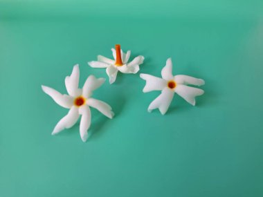 Mavi arka planda taze parijat çiçekleri. Çeşitli kullanımları var, hem tıbbi hem de kültürel. Ayurvedic tıpta ateş, öksürük ve soğuk algınlığını tedavi etmek için kullanılır. Çiçekler Hindu ayinlerinde ve tanrılara adak olarak da kullanılır.