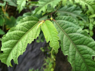 Ficus ampelas bitkisi. Ficus ampelas (ayrıca Java inciri veya Hint inciri olarak da bilinir) 10-15 metreye kadar büyüyebilen orta büyüklükte bir ağaçtır. Ağaç, vahşi yaşam için önemli besin kaynakları olan küçük, yeşilimsi sarı incirler üretir.. 