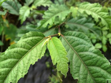 Ficus ampelas bitkisi. Ficus ampelas (ayrıca Java inciri veya Hint inciri olarak da bilinir) 10-15 metreye kadar büyüyebilen orta büyüklükte bir ağaçtır. Ağaç, vahşi yaşam için önemli besin kaynakları olan küçük, yeşilimsi sarı incirler üretir.. 