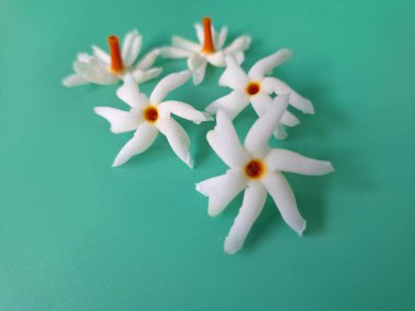 Mavi arka planda taze parijat çiçekleri. Çeşitli kullanımları var, hem tıbbi hem de kültürel. Ayurvedic tıpta ateş, öksürük ve soğuk algınlığını tedavi etmek için kullanılır. Çiçekler Hindu ayinlerinde ve tanrılara adak olarak da kullanılır.