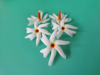 Mavi arka planda taze parijat çiçekleri. Çeşitli kullanımları var, hem tıbbi hem de kültürel. Ayurvedic tıpta ateş, öksürük ve soğuk algınlığını tedavi etmek için kullanılır. Çiçekler Hindu ayinlerinde ve tanrılara adak olarak da kullanılır.