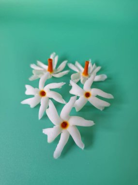 Mavi arka planda taze parijat çiçekleri. Çeşitli kullanımları var, hem tıbbi hem de kültürel. Ayurvedic tıpta ateş, öksürük ve soğuk algınlığını tedavi etmek için kullanılır. Çiçekler Hindu ayinlerinde ve tanrılara adak olarak da kullanılır.