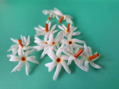 Mavi arka planda taze parijat çiçekleri. Çeşitli kullanımları var, hem tıbbi hem de kültürel. Ayurvedic tıpta ateş, öksürük ve soğuk algınlığını tedavi etmek için kullanılır. Çiçekler Hindu ayinlerinde ve tanrılara adak olarak da kullanılır.