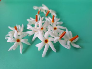 Mavi arka planda taze parijat çiçekleri. Çeşitli kullanımları var, hem tıbbi hem de kültürel. Ayurvedic tıpta ateş, öksürük ve soğuk algınlığını tedavi etmek için kullanılır. Çiçekler Hindu ayinlerinde ve tanrılara adak olarak da kullanılır.