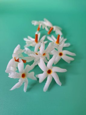 Mavi arka planda taze parijat çiçekleri. Çeşitli kullanımları var, hem tıbbi hem de kültürel. Ayurvedic tıpta ateş, öksürük ve soğuk algınlığını tedavi etmek için kullanılır. Çiçekler Hindu ayinlerinde ve tanrılara adak olarak da kullanılır.