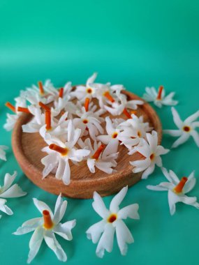 Servis tahtasındaki taze parijat çiçekleri. Çeşitli kullanımları var, hem tıbbi hem de kültürel. Ayurvedic tıpta ateş, öksürük ve soğuk algınlığını tedavi etmek için kullanılır. Çiçekler Hindu ayinlerinde ve tanrılara adak olarak da kullanılır.