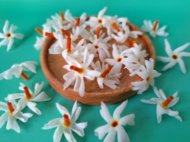 Servis tahtasındaki taze parijat çiçekleri. Çeşitli kullanımları var, hem tıbbi hem de kültürel. Ayurvedic tıpta ateş, öksürük ve soğuk algınlığını tedavi etmek için kullanılır. Çiçekler Hindu ayinlerinde ve tanrılara adak olarak da kullanılır.