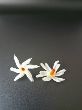 Siyah arka planda Parijat çiçeği. Hem geleneksel hem de modern bağlamlarda çeşitli kullanım alanları var. Kokulu çiçekleri için kullanılır, aromaterapi, tütsü ve hatta doğal boya kaynağı olarak kullanılır.