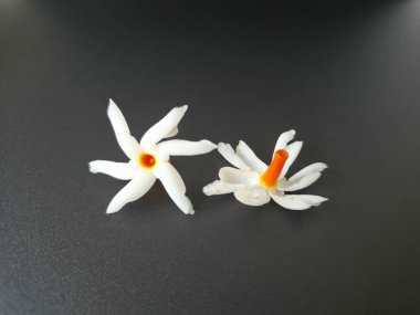 Siyah arka planda Parijat çiçeği. Hem geleneksel hem de modern bağlamlarda çeşitli kullanım alanları var. Kokulu çiçekleri için kullanılır, aromaterapi, tütsü ve hatta doğal boya kaynağı olarak kullanılır.