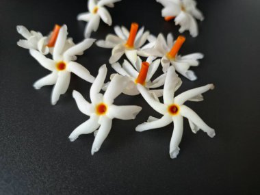 Siyah arka planda Parijat çiçeği. Hem geleneksel hem de modern bağlamlarda çeşitli kullanım alanları var. Kokulu çiçekleri için kullanılır, aromaterapi, tütsü ve hatta doğal boya kaynağı olarak kullanılır.