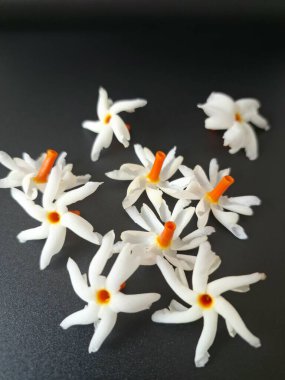 Siyah arka planda Parijat çiçeği. Hem geleneksel hem de modern bağlamlarda çeşitli kullanım alanları var. Kokulu çiçekleri için kullanılır, aromaterapi, tütsü ve hatta doğal boya kaynağı olarak kullanılır.