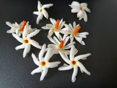 Siyah arka planda Parijat çiçeği. Hem geleneksel hem de modern bağlamlarda çeşitli kullanım alanları var. Kokulu çiçekleri için kullanılır, aromaterapi, tütsü ve hatta doğal boya kaynağı olarak kullanılır.