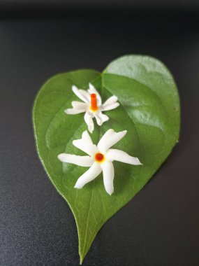 Parijat yaprakları üzerinde taze parijat çiçekleri. Bu çiçeğin hem sağlık hem de doğal boya ve koku açısından çeşitli faydaları vardır. Genel olarak, parijat çiçekleri çeşitli sağlık sorunlarının üstesinden gelmek için kullanılır, doğal sarı boya ve parfüm