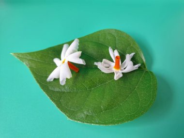 Parijat yaprakları üzerinde taze parijat çiçekleri. Bu çiçeğin hem sağlık hem de doğal boya ve koku açısından çeşitli faydaları vardır. Genel olarak, parijat çiçekleri çeşitli sağlık sorunlarının üstesinden gelmek için kullanılır, doğal sarı boya ve parfüm