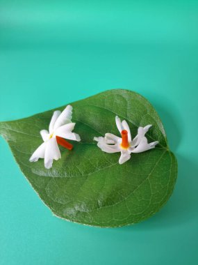 Parijat yaprakları üzerinde taze parijat çiçekleri. Bu çiçeğin hem sağlık hem de doğal boya ve koku açısından çeşitli faydaları vardır. Genel olarak, parijat çiçekleri çeşitli sağlık sorunlarının üstesinden gelmek için kullanılır, doğal sarı boya ve parfüm