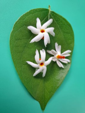 Parijat yaprakları üzerinde taze parijat çiçekleri. Bu çiçeğin hem sağlık hem de doğal boya ve koku açısından çeşitli faydaları vardır. Genel olarak, parijat çiçekleri çeşitli sağlık sorunlarının üstesinden gelmek için kullanılır, doğal sarı boya ve parfüm