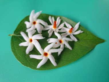 Parijat yaprakları üzerinde taze parijat çiçekleri. Bu çiçeğin hem sağlık hem de doğal boya ve koku açısından çeşitli faydaları vardır. Genel olarak, parijat çiçekleri çeşitli sağlık sorunlarının üstesinden gelmek için kullanılır, doğal sarı boya ve parfüm