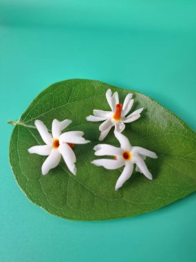 Parijat yaprakları üzerinde taze parijat çiçekleri. Bu çiçeğin hem sağlık hem de doğal boya ve koku açısından çeşitli faydaları vardır. Genel olarak, parijat çiçekleri çeşitli sağlık sorunlarının üstesinden gelmek için kullanılır, doğal sarı boya ve parfüm