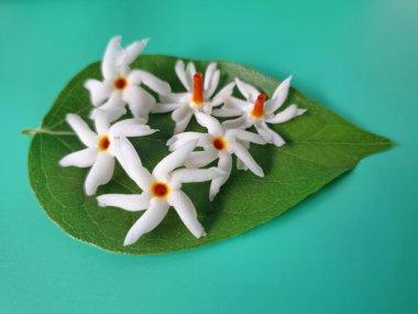 Parijat yaprakları üzerinde taze parijat çiçekleri. Bu çiçeğin hem sağlık hem de doğal boya ve koku açısından çeşitli faydaları vardır. Genel olarak, parijat çiçekleri çeşitli sağlık sorunlarının üstesinden gelmek için kullanılır, doğal sarı boya ve parfüm