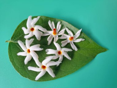 Parijat yaprakları üzerinde taze parijat çiçekleri. Bu çiçeğin hem sağlık hem de doğal boya ve koku açısından çeşitli faydaları vardır. Genel olarak, parijat çiçekleri çeşitli sağlık sorunlarının üstesinden gelmek için kullanılır, doğal sarı boya ve parfüm