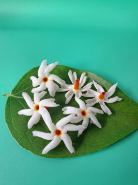 Parijat yaprakları üzerinde taze parijat çiçekleri. Bu çiçeğin hem sağlık hem de doğal boya ve koku açısından çeşitli faydaları vardır. Genel olarak, parijat çiçekleri çeşitli sağlık sorunlarının üstesinden gelmek için kullanılır, doğal sarı boya ve parfüm