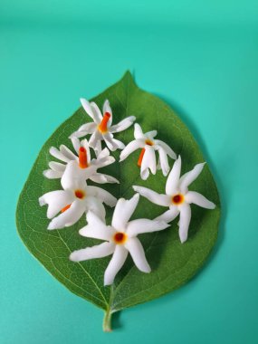 Parijat yaprakları üzerinde taze parijat çiçekleri. Bu çiçeğin hem sağlık hem de doğal boya ve koku açısından çeşitli faydaları vardır. Genel olarak, parijat çiçekleri çeşitli sağlık sorunlarının üstesinden gelmek için kullanılır, doğal sarı boya ve parfüm