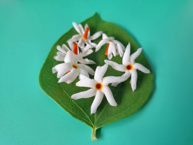 Parijat yaprakları üzerinde taze parijat çiçekleri. Bu çiçeğin hem sağlık hem de doğal boya ve koku açısından çeşitli faydaları vardır. Genel olarak, parijat çiçekleri çeşitli sağlık sorunlarının üstesinden gelmek için kullanılır, doğal sarı boya ve parfüm