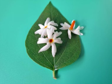 Parijat yaprakları üzerinde taze parijat çiçekleri. Bu çiçeğin hem sağlık hem de doğal boya ve koku açısından çeşitli faydaları vardır. Genel olarak, parijat çiçekleri çeşitli sağlık sorunlarının üstesinden gelmek için kullanılır, doğal sarı boya ve parfüm