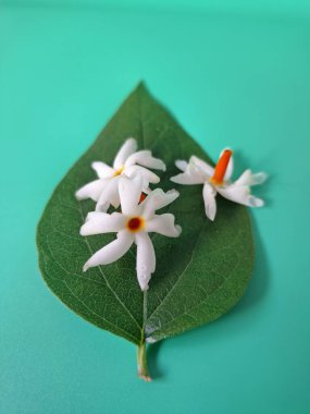 Parijat yaprakları üzerinde taze parijat çiçekleri. Bu çiçeğin hem sağlık hem de doğal boya ve koku açısından çeşitli faydaları vardır. Genel olarak, parijat çiçekleri çeşitli sağlık sorunlarının üstesinden gelmek için kullanılır, doğal sarı boya ve parfüm