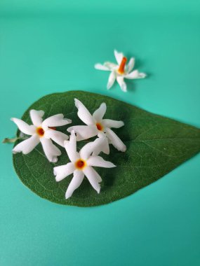 Parijat yaprakları üzerinde taze parijat çiçekleri. Bu çiçeğin hem sağlık hem de doğal boya ve koku açısından çeşitli faydaları vardır. Genel olarak, parijat çiçekleri çeşitli sağlık sorunlarının üstesinden gelmek için kullanılır, doğal sarı boya ve parfüm