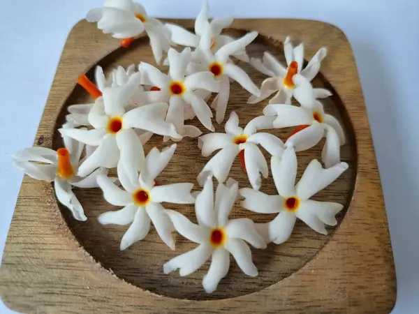 Tahta üzerinde taze parijat çiçekleri. Çeşitli kullanımları var, hem tıbbi hem de kültürel. Ayurvedic tıpta ateş, öksürük ve soğuk algınlığını tedavi etmek için kullanılır. Çiçekler Hindu ayinlerinde ve tanrılara adak olarak da kullanılır.