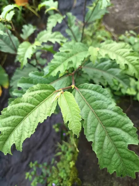 Java incir ağacı. Ficus ampelas, ayrıca Java inciri ya da Hint inciri olarak da bilinir. Yapraklar eliptik ve sapında sırayla dizilmiş. Ağaç, vahşi yaşam için önemli besin kaynakları olan küçük, yeşilimsi sarı incirler üretir.