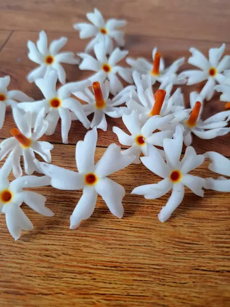 Taze parijat çiçekleri masada. Parijat çiçeğinin çeşitli kullanımları vardır, hem tıbbi hem de kültürel. Ayurvedic tıpta ateş, öksürük ve soğuk algınlığını tedavi etmek için kullanılır. Çiçekler Hindu ayinlerinde ve tanrılara adak olarak da kullanılır.