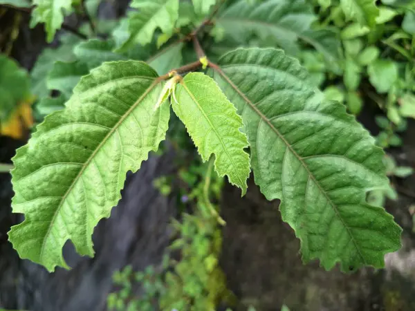 Java incir ağacı. Ficus ampelas, ayrıca Java inciri ya da Hint inciri olarak da bilinir. Yapraklar eliptik ve sapında sırayla dizilmiş. Ağaç, vahşi yaşam için önemli besin kaynakları olan küçük, yeşilimsi sarı incirler üretir.