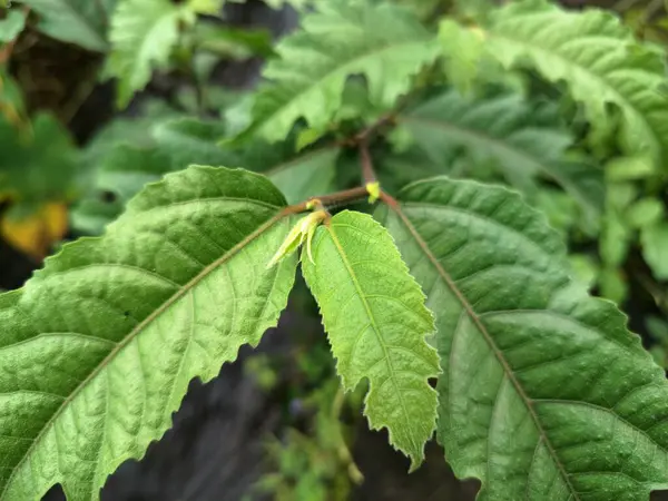 Java incir ağacı. Ficus ampelas, ayrıca Java inciri ya da Hint inciri olarak da bilinir. Yapraklar eliptik ve sapında sırayla dizilmiş. Ağaç, vahşi yaşam için önemli besin kaynakları olan küçük, yeşilimsi sarı incirler üretir.