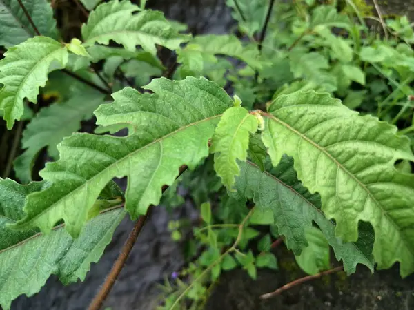 Ficus ampelas bitkisi. Ficus ampelas (ayrıca Java inciri veya Hint inciri olarak da bilinir) 10-15 metreye kadar büyüyebilen orta büyüklükte bir ağaçtır. Ağaç, vahşi yaşam için önemli besin kaynakları olan küçük, yeşilimsi sarı incirler üretir.. 