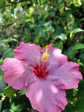 Üzerinde yağmur damlaları olan pembe amber çiçeği. Geniş, gösterişli, canlı pembe taç yaprakları ve kendine özgü trompet şekilli. Bu çiçekler ruhları canlandıran, iyi şans getiren ve Feng Shui 'de şanslı bir bitki olarak kabul edilen çiçeklerdir.