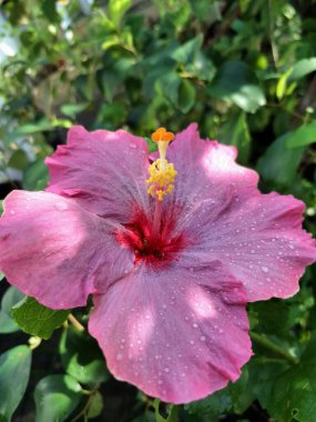 Üzerinde yağmur damlaları olan pembe amber çiçeği. Geniş, gösterişli, canlı pembe taç yaprakları ve kendine özgü trompet şekilli. Bu çiçekler ruhları canlandıran, iyi şans getiren ve Feng Shui 'de şanslı bir bitki olarak kabul edilen çiçeklerdir.