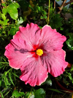 Üzerinde yağmur damlaları olan pembe amber çiçeği. Geniş, gösterişli, canlı pembe taç yaprakları ve kendine özgü trompet şekilli. Bu çiçekler ruhları canlandıran, iyi şans getiren ve Feng Shui 'de şanslı bir bitki olarak kabul edilen çiçeklerdir.