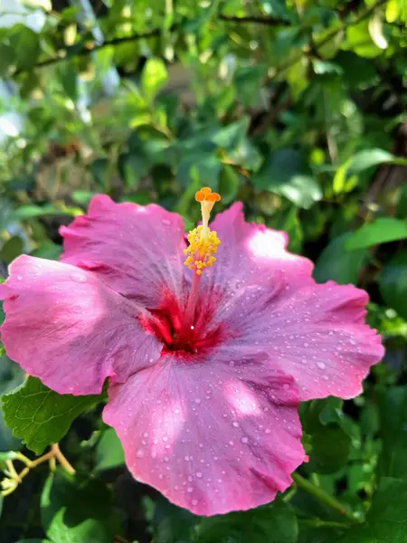 Üzerinde yağmur damlaları olan pembe amber çiçeği. Geniş, gösterişli, canlı pembe taç yaprakları ve kendine özgü trompet şekilli. Bu çiçekler ruhları canlandıran, iyi şans getiren ve Feng Shui 'de şanslı bir bitki olarak kabul edilen çiçeklerdir.