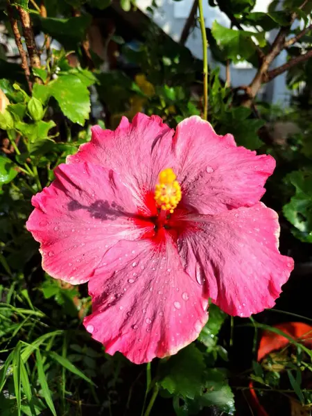 Üzerinde yağmur damlaları olan pembe amber çiçeği. Geniş, gösterişli, canlı pembe taç yaprakları ve kendine özgü trompet şekilli. Bu çiçekler ruhları canlandıran, iyi şans getiren ve Feng Shui 'de şanslı bir bitki olarak kabul edilen çiçeklerdir.