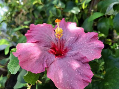 Üzerinde yağmur damlaları olan pembe amber çiçeği. Geniş, gösterişli, canlı pembe taç yaprakları ve kendine özgü trompet şekilli. Bu çiçekler ruhları canlandıran, iyi şans getiren ve Feng Shui 'de şanslı bir bitki olarak kabul edilen çiçeklerdir.