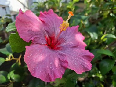 Üzerinde yağmur damlaları olan pembe amber çiçeği. Geniş, gösterişli, canlı pembe taç yaprakları ve kendine özgü trompet şekilli. Bu çiçekler ruhları canlandıran, iyi şans getiren ve Feng Shui 'de şanslı bir bitki olarak kabul edilen çiçeklerdir.