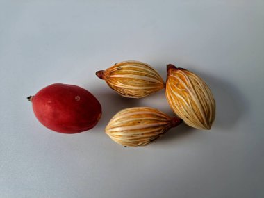 Beyaz arka planda Manila palmiye tohumları. Bu tohum küçük, koyu kahverengi ve oval şekillidir. Sıcak suyla ıslatıldıklarında filizlenmeleri nispeten daha kolaydır. Ve iyi kurutulmuş, nemli bir toprağa ekilirler.