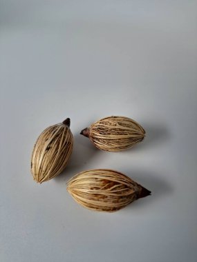 Beyaz arka planda Manila palmiye tohumları. Bu tohum küçük, koyu kahverengi ve oval şekillidir. Sıcak suyla ıslatıldıklarında filizlenmeleri nispeten daha kolaydır. Ve iyi kurutulmuş, nemli bir toprağa ekilirler.