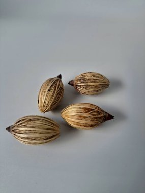 Beyaz arka planda Manila palmiye tohumları. Bu tohum küçük, koyu kahverengi ve oval şekillidir. Sıcak suyla ıslatıldıklarında filizlenmeleri nispeten daha kolaydır. Ve iyi kurutulmuş, nemli bir toprağa ekilirler.