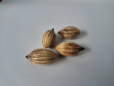 Beyaz arka planda Manila palmiye tohumları. Bu tohum küçük, koyu kahverengi ve oval şekillidir. Sıcak suyla ıslatıldıklarında filizlenmeleri nispeten daha kolaydır. Ve iyi kurutulmuş, nemli bir toprağa ekilirler.